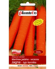 POLAN / PlantiCo Marchew jadalna Jagna 5G. odmiana średnio wczesna typ karotka
