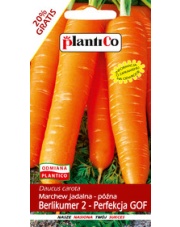 POLAN / PlantiCo Marchew jadalna Berlikumer 2 - Perfekcja 6G. odmiana późna
