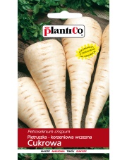 POLAN / PlantiCo Pietruszka Cukrowa 5G. odmiana wczesna