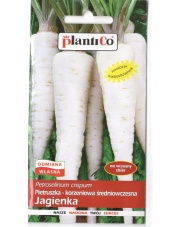 POLAN / PlantiCo Pietruszka Jagienka 5G. odmiana średnio wczesna