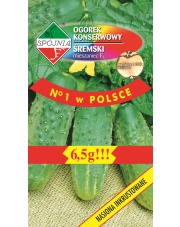POLAN / PlantiCo Ogórek konserwowy Śremski 6,5G. odmiana wczesna