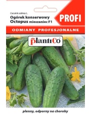 POLAN / PlantiCo Ogórek konserwowy Octopus - mieszaniec 1,5G.odmiana średnio wczesna