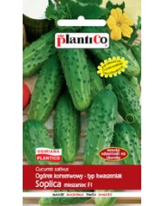 POLAN / PlantiCo Ogórek gruntowy Soplica - mieszaniec 5G.odmiana średnio wczesna
