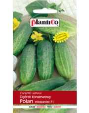 POLAN / PlantiCo Ogórek gruntowy Polan - mieszaniec 5G. odmiana średnio wczesna