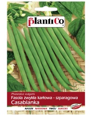 POLAN / PlantiCo Fasola szparagowa karłowa CASABLANKA 40G.odmiana średnio wczesna