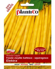POLAN / PlantiCo Fasola szparagowa karłowa ELEKTRA 48G.odmiana wczesna