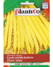 POLAN / PlantiCo Fasola szparagowa karłowa ZŁOTA SAXA 48G.odmiana wczesna