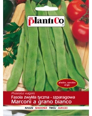 POLAN / PlantiCo Fasola zw. tyczna Phaseolus vulgaris Marconi a grano bianco 10G.