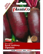 POLAN / PlantiCo Burak ćwikłowy OPOLSKI 12G.