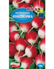 POLAN / PlantiCo Rzodkiewka Krakowianka 10G.