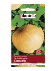 POLAN / PlantiCo Dynia olbrzymia Bambino 5G.odmiana średnio wczesna