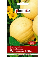 POLAN / PlantiCo Dynia olbrzymia MELONOWA ŻÓŁTA 5G. 