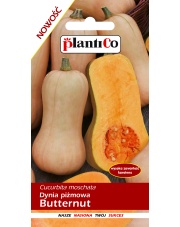 POLAN / PlantiCo Dynia piżmowa Butternut 2G.