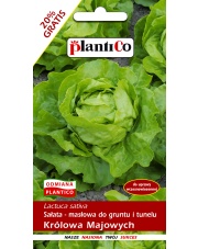 POLAN / PlantiCo Sałata głowiasta masłowa KRÓLOWA MAJOWYCH 1,2G.