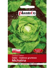 POLAN / PlantiCo Sałata głowiasta masłowa MICHALINA 1G.