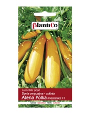 POLAN / PlantiCo Cukinia ATENA POLKA mieszaniec F1 2G.