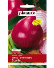 POLAN / PlantiCo Cebula Allium cepa Scarlet 5G.