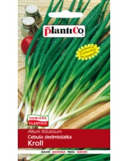 POLAN / PlantiCo Cebula siedmiolatka Kroll 2G.