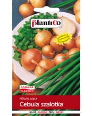 POLAN / PlantiCo Cebula szalotka Toto 1G.