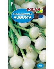 POLAN / PlatiCo Cebula Augusta 5G.