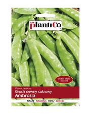 POLAN / PlantiCo Groch siewny cukrowy Ambrosia 40G.
