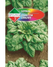 POLAN / PlantiCo Szpinak Olbrzym Zimowy 20G.