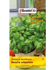 POLAN / PlantiCo Bazylia właściwa 1G.