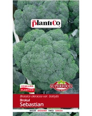 POLAN / PlantiCo Brokuł SEBASTIAN 2G.